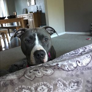 Meet your Posher, Shan